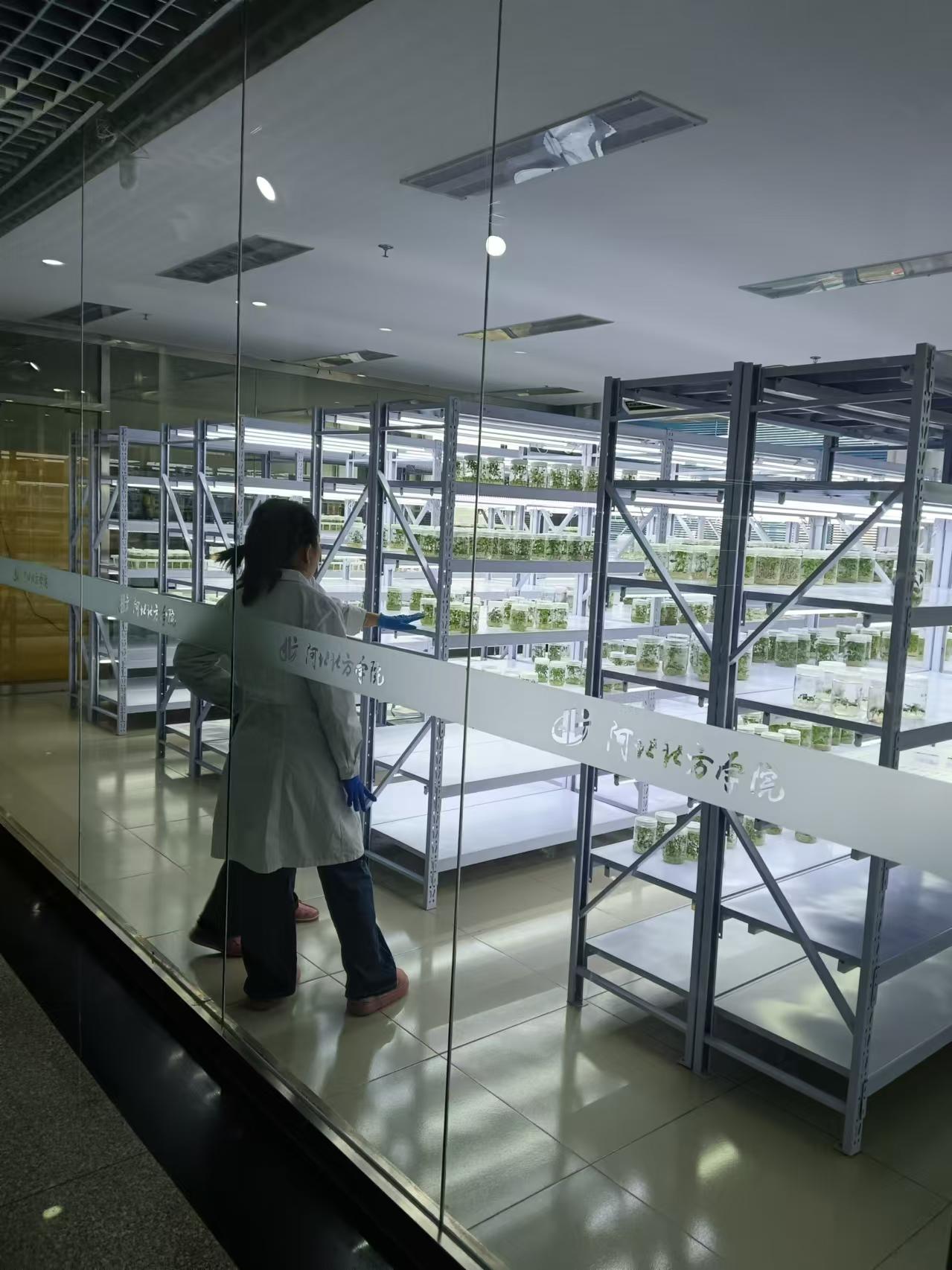 临漳植物组培室设计的基本布局有哪些？