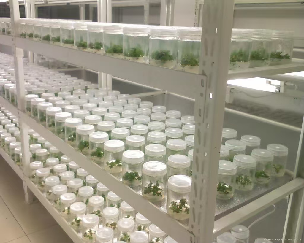 临漳组培实验室应该如何布局