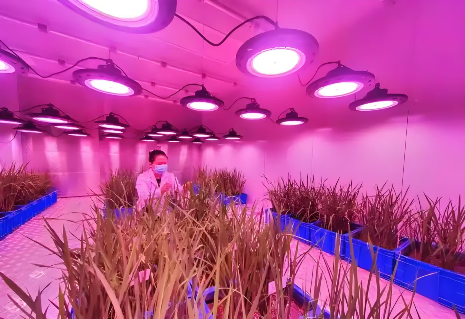 临漳人工气候室在农业领域的应用